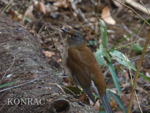 �V���n��